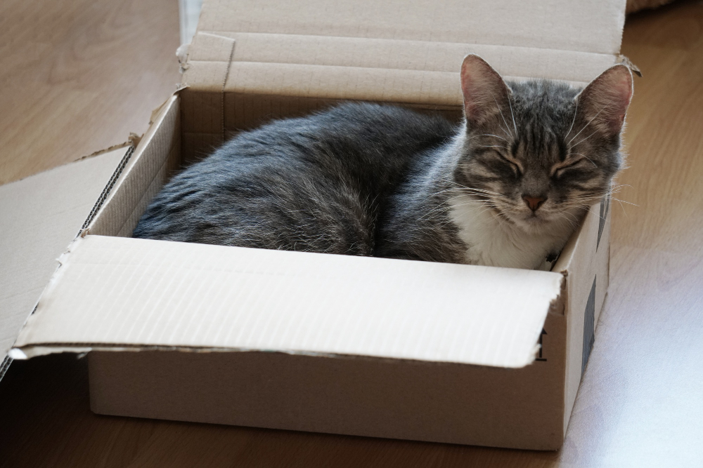 Stiai de ce adora pisicile cutiile de carton?
