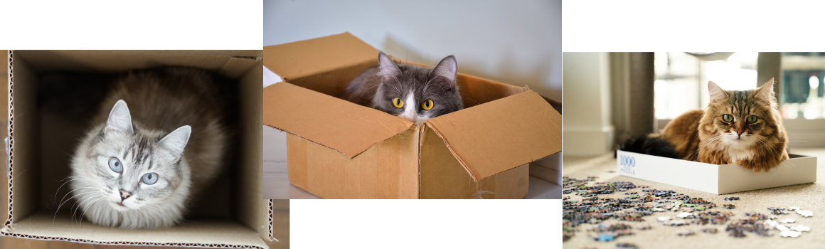 Cutiile de carton, o jucarie interesanta pentru foarte multe dintre animalele de companie. De ce?